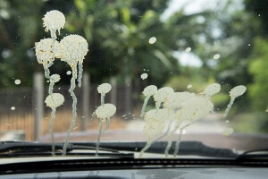 image of a car windshield covered in bird droppings